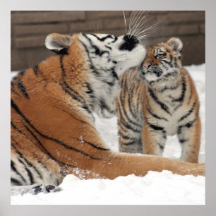 Poster Tiger And Cub Hugs