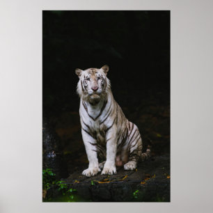 POSTER TIGER BLANC