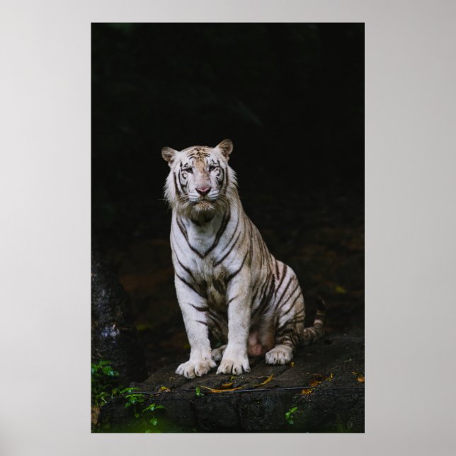 POSTER TIGER BLANC (Devant)