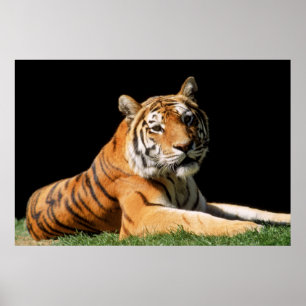 Poster Tiger Closeup