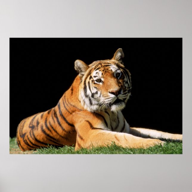 Poster Tiger Closeup (Devant)