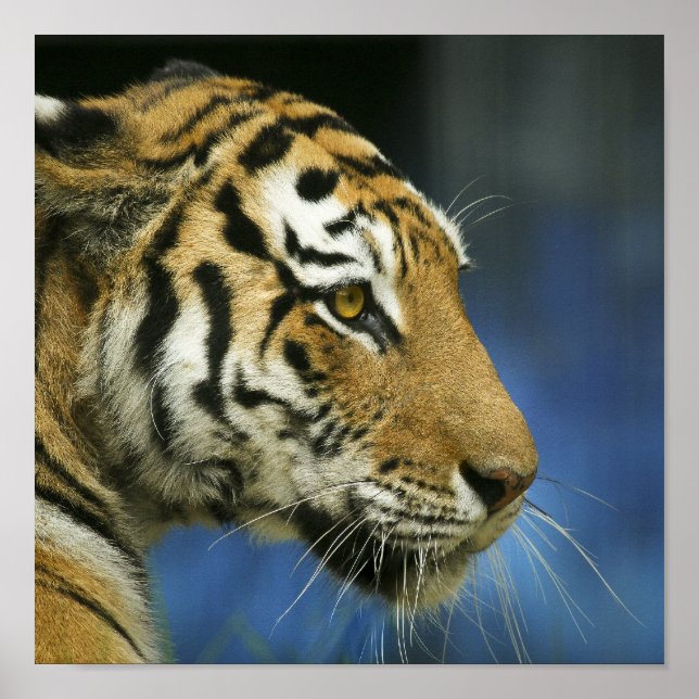 Poster Tiger CloseUp Sideways Photographie (Devant)