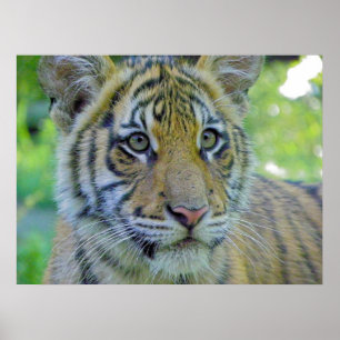 Poster Tiger Cub Close Up Portrait
