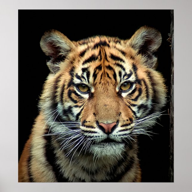 Poster Tiger Cub en voie de disparition (Devant)