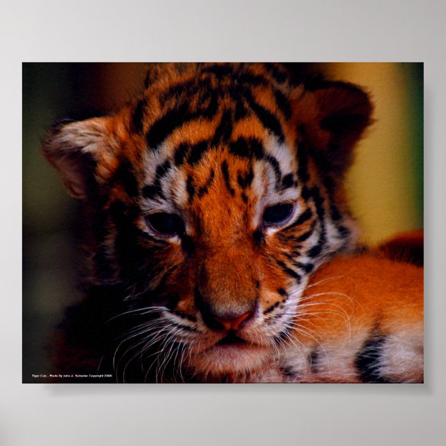 Poster Tiger Cub - Photo De John A. Sylveste... (Devant)