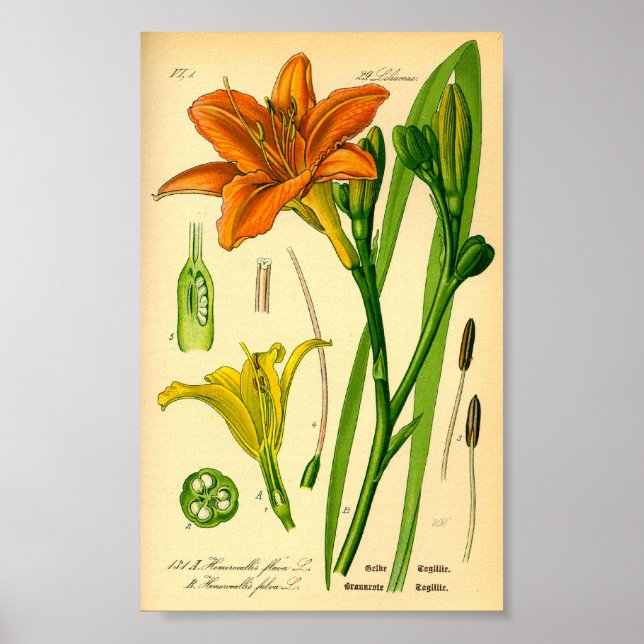 Poster Tiger Daylily (Hemerocallis fulva) (Devant)