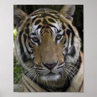 Poster Tiger Face