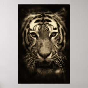Poster Tiger face dans les tons Sepia