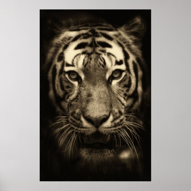 Poster Tiger face dans les tons Sepia (Devant)