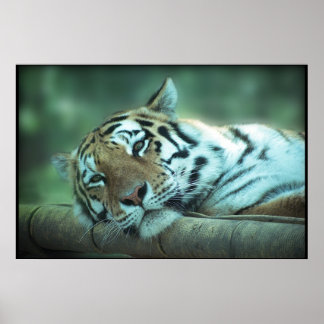 Poster Tiger Laying