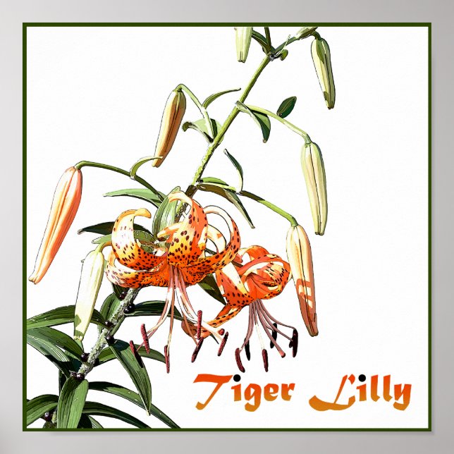 Poster Tiger Lilly (Devant)