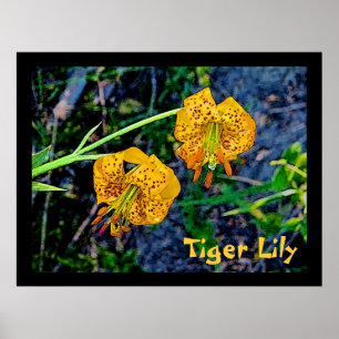 Poster Tiger Lily