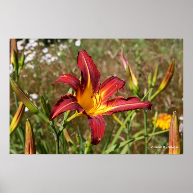 Poster Tiger Lily (Devant)