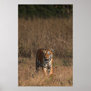 POSTER TIGER PORTRAIT