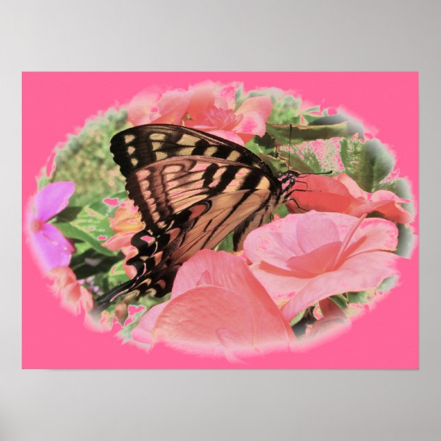 Poster Tiger Swallowtail (Devant)