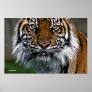 Poster Tiger tête et visage
