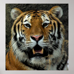 Poster Tiger - Venez ici et dites ça !