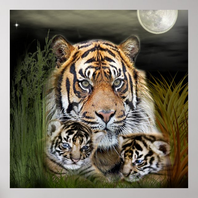 Poster Tigre (Devant)