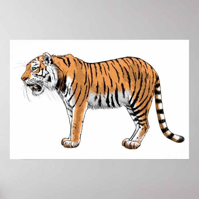 Poster Tigre (Devant)