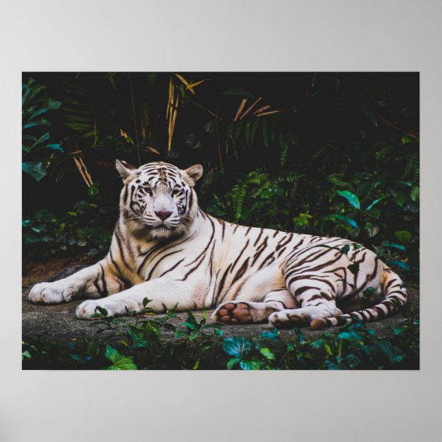 Poster Tigre (Devant)