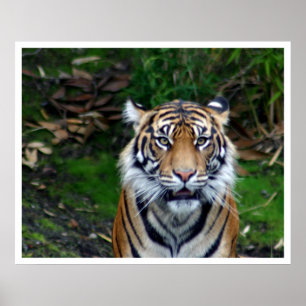 Poster Tigre