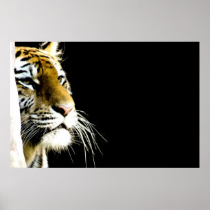 Poster Tigre