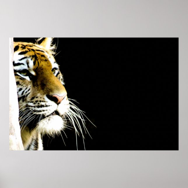 Poster Tigre (Devant)