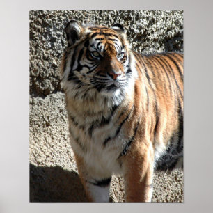 Poster Tigre