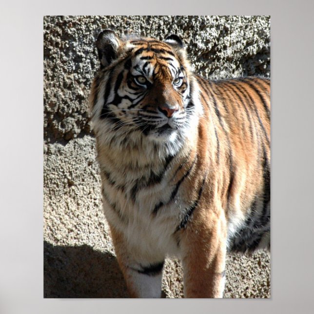 Poster Tigre (Devant)