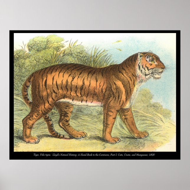 Poster Tigre (Devant)