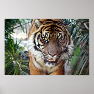 Poster Tigre à patte