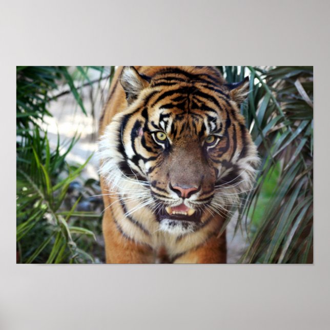 Poster Tigre à patte (Devant)