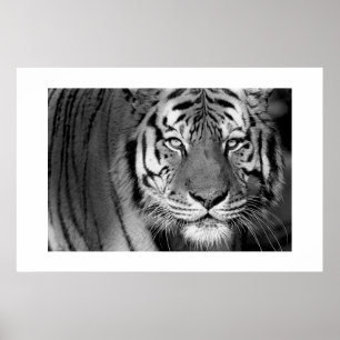 Poster Tigre Amur #1