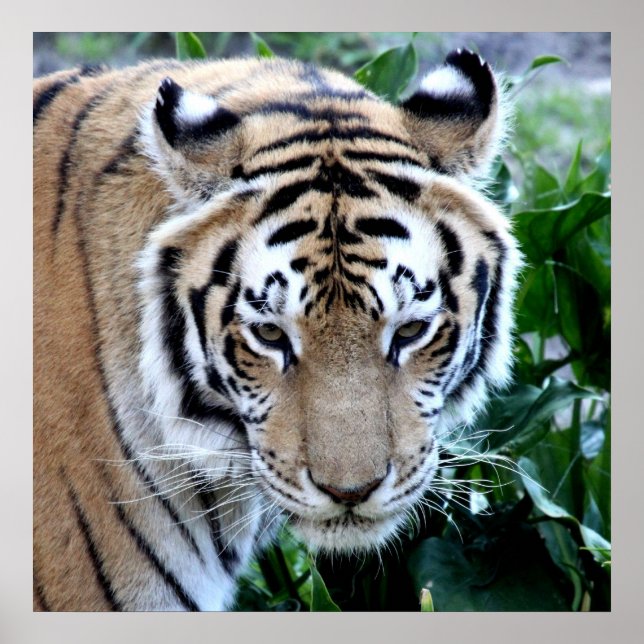 Poster Tigre asiatique (Devant)