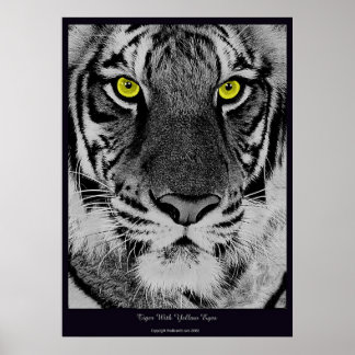 Poster Tigre Avec Yellow Eyes