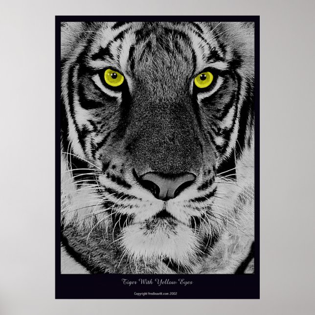 Poster Tigre Avec Yellow Eyes (Devant)