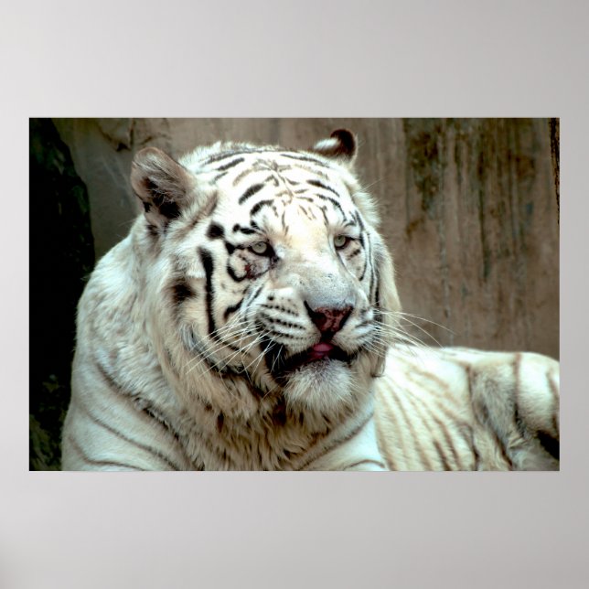 Poster Tigre blanc (Devant)