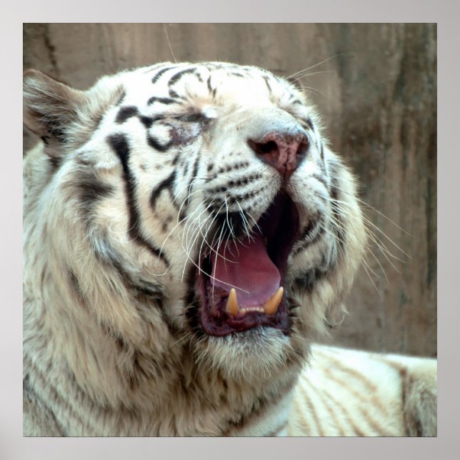 Poster Tigre blanc (Devant)
