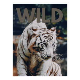Poster Tigre blanc
