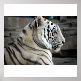 Poster Tigre blanc