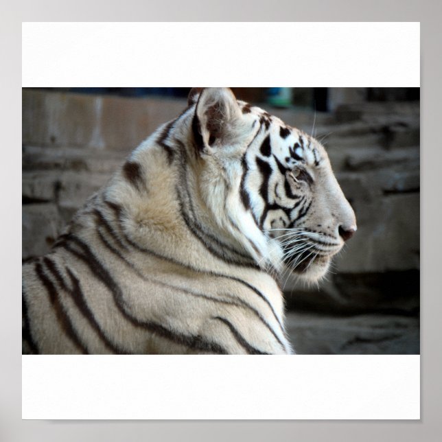 Poster Tigre blanc (Devant)