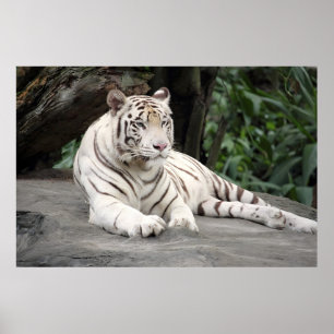 Poster Tigre Blanc Bengale Allongé Sur Le Rocher
