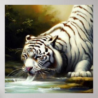 Poster Tigre blanc chinois (20)