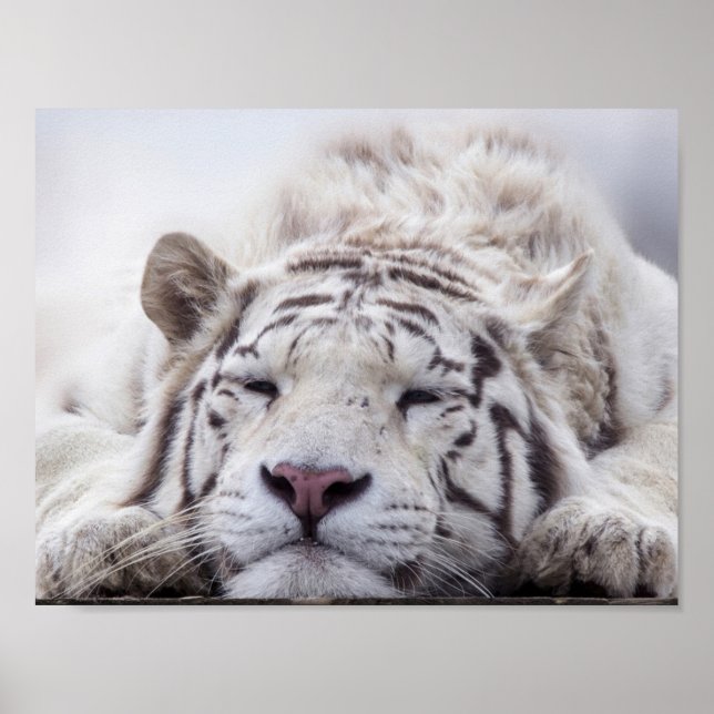 Poster Tigre blanc dormant (Devant)