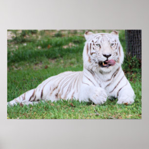Poster Tigre blanc du Bengale