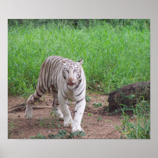 Poster Tigre blanc du Bengale