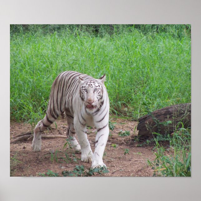Poster Tigre blanc du Bengale (Devant)
