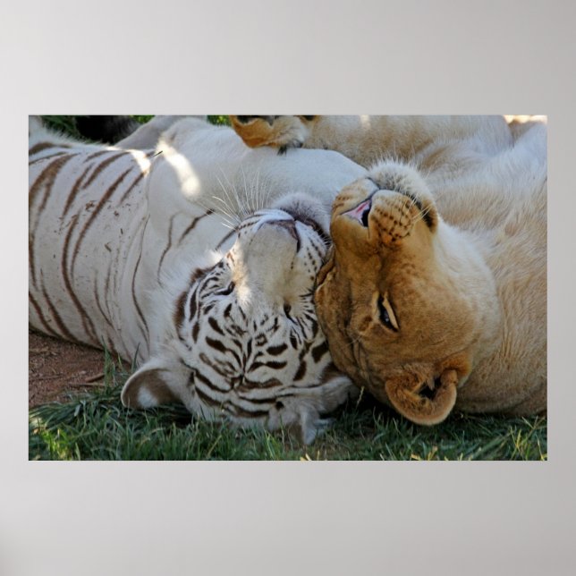 Poster Tigre blanc et pots de lion (Devant)
