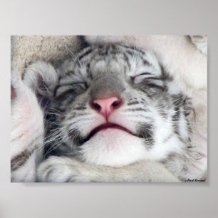 Poster Tigre blanc Kitten