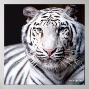 Poster Tigre de Bengale blanc